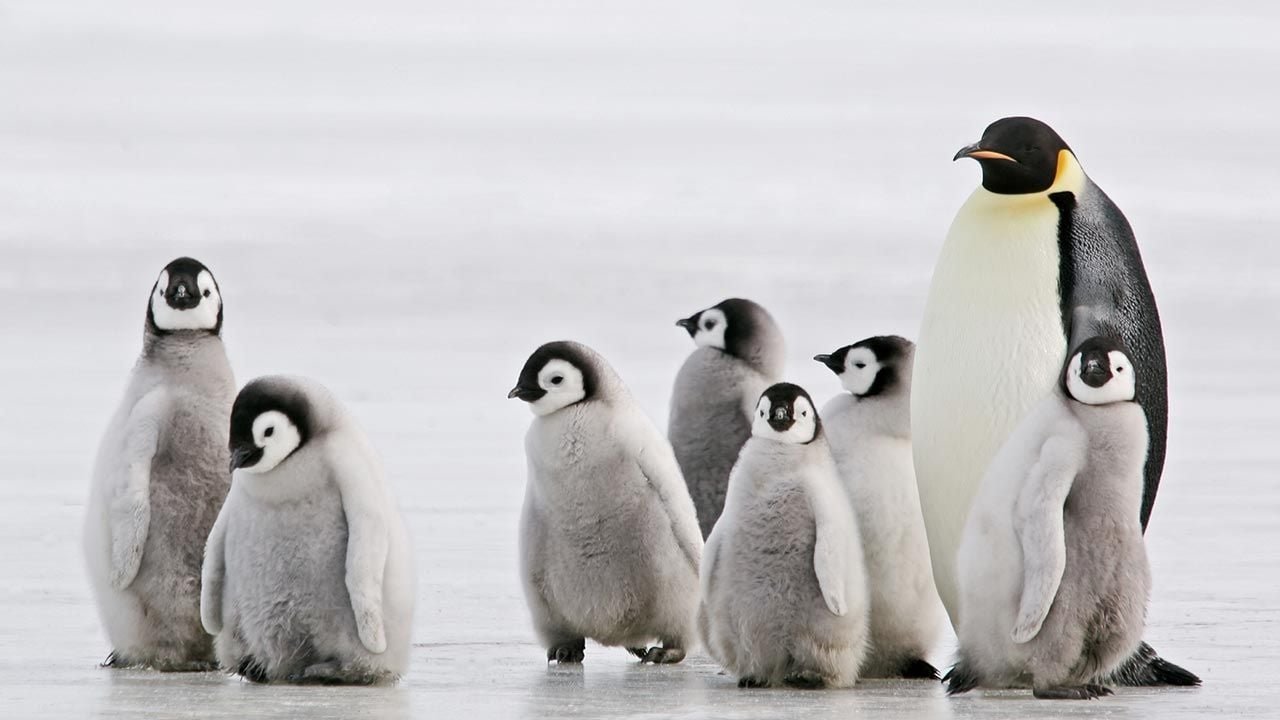 www.minutoneuquen.com.ar pinguinos00