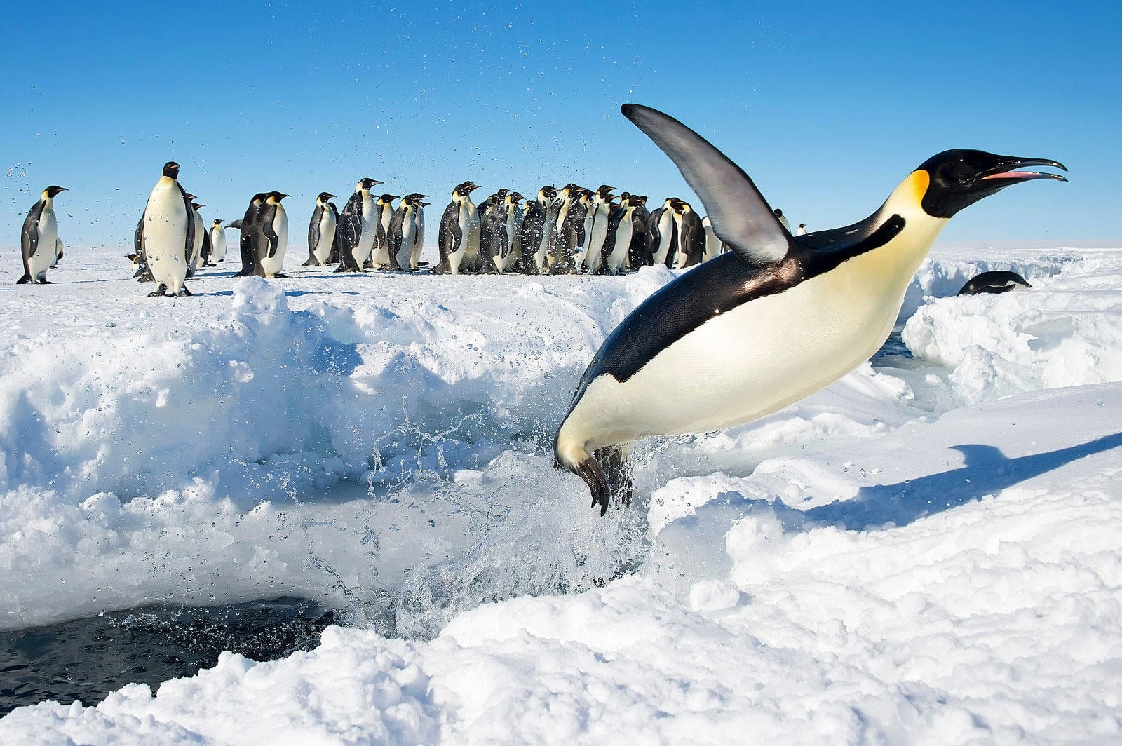www.minutoneuquen.com.ar pinguinos5