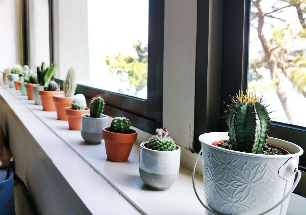 www.minutoneuquen.com.ar sucucactus4