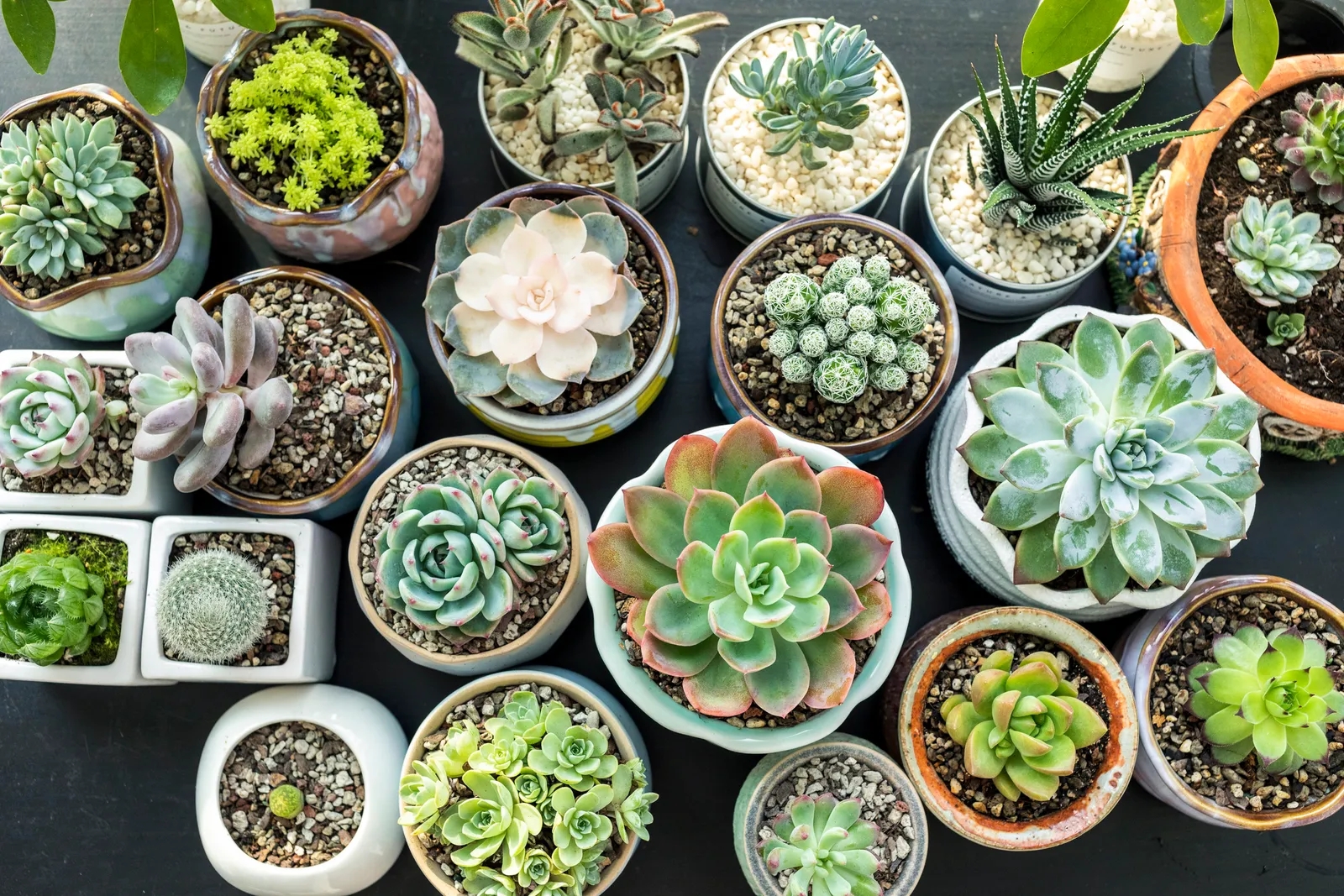 www.minutoneuquen.com.ar sucucactus2