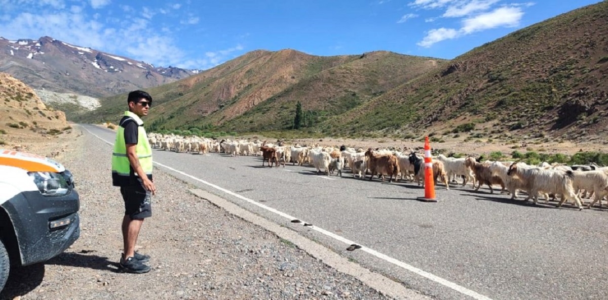 controles seguridad vial neuquen transhumancia