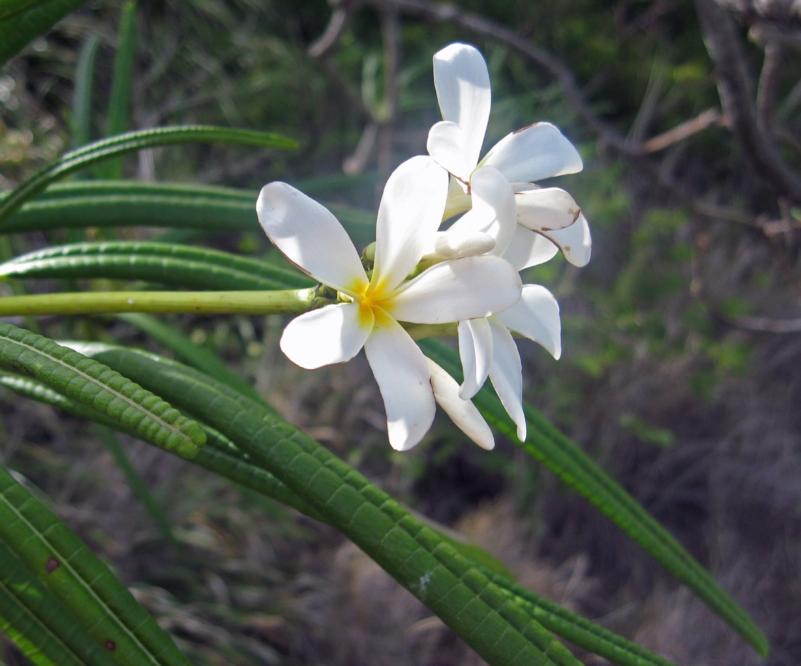 Plumeria_alba2709449426
