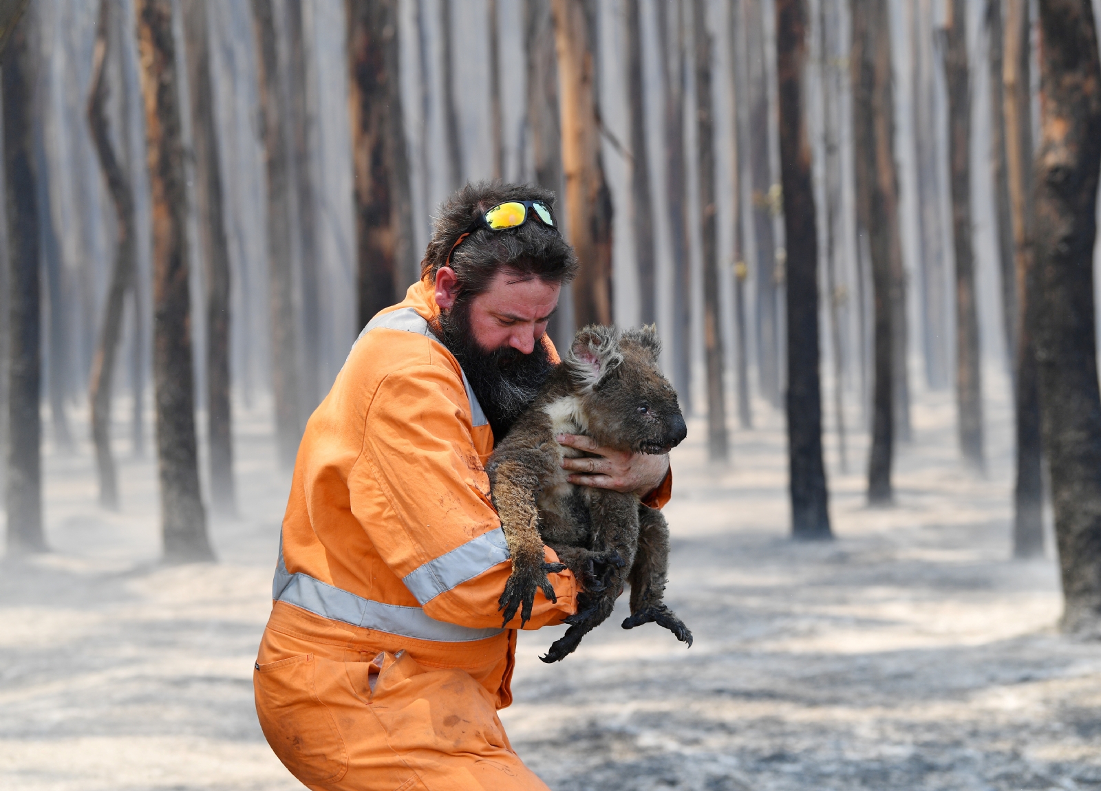 koala