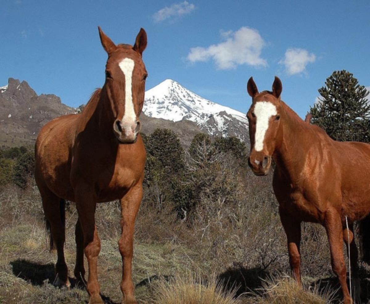 Caballos Neuquén