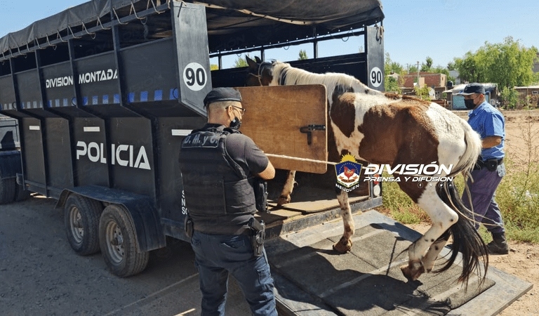 Caballos Neuquén Capital