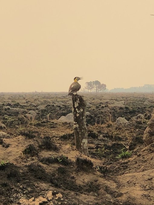 www.minutoneuquen.com.ar juanaincendio2