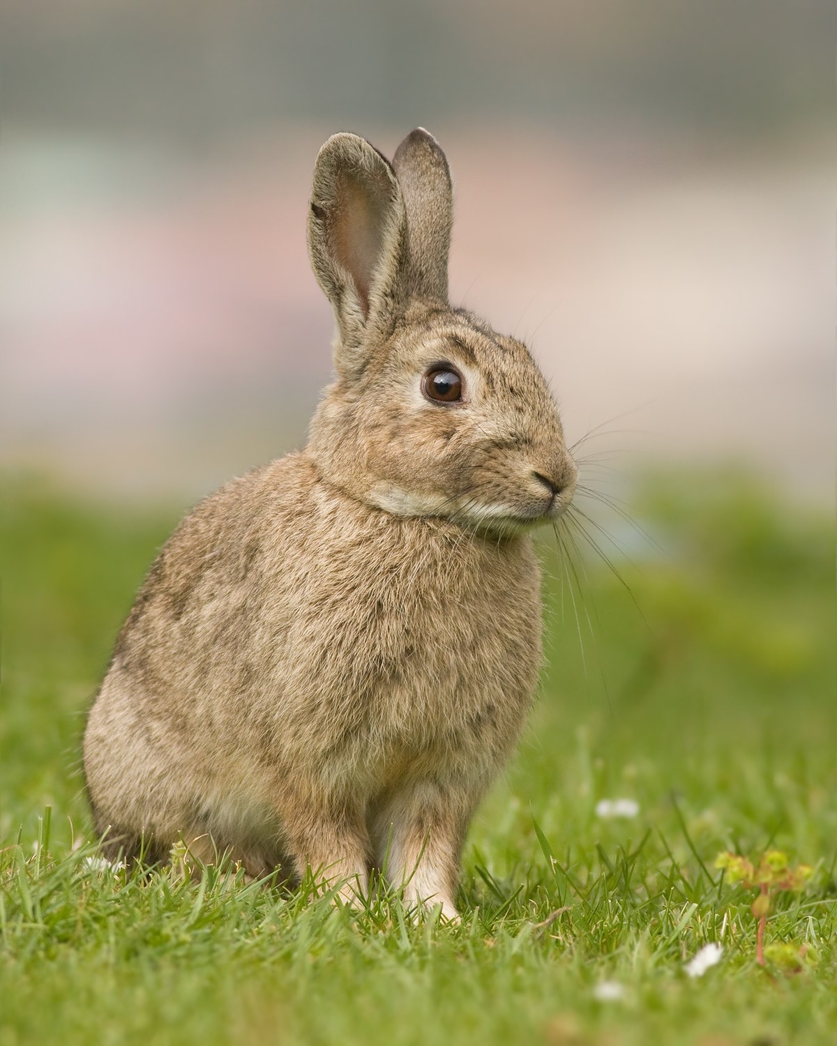 Oryctolagus_cuniculus_Tasmania_2