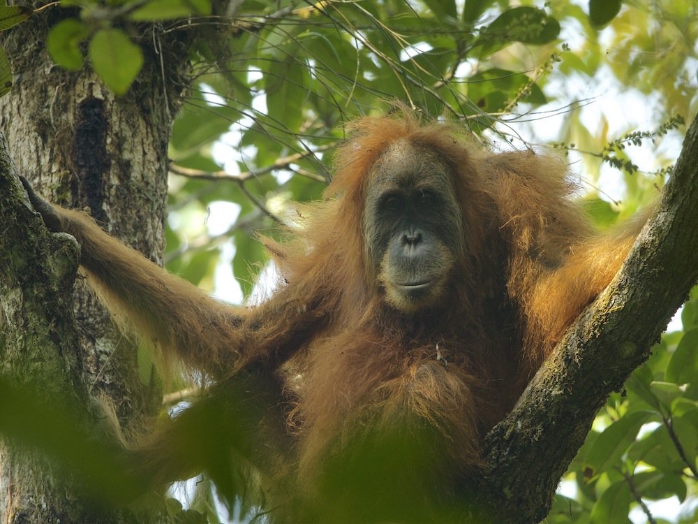 orangután