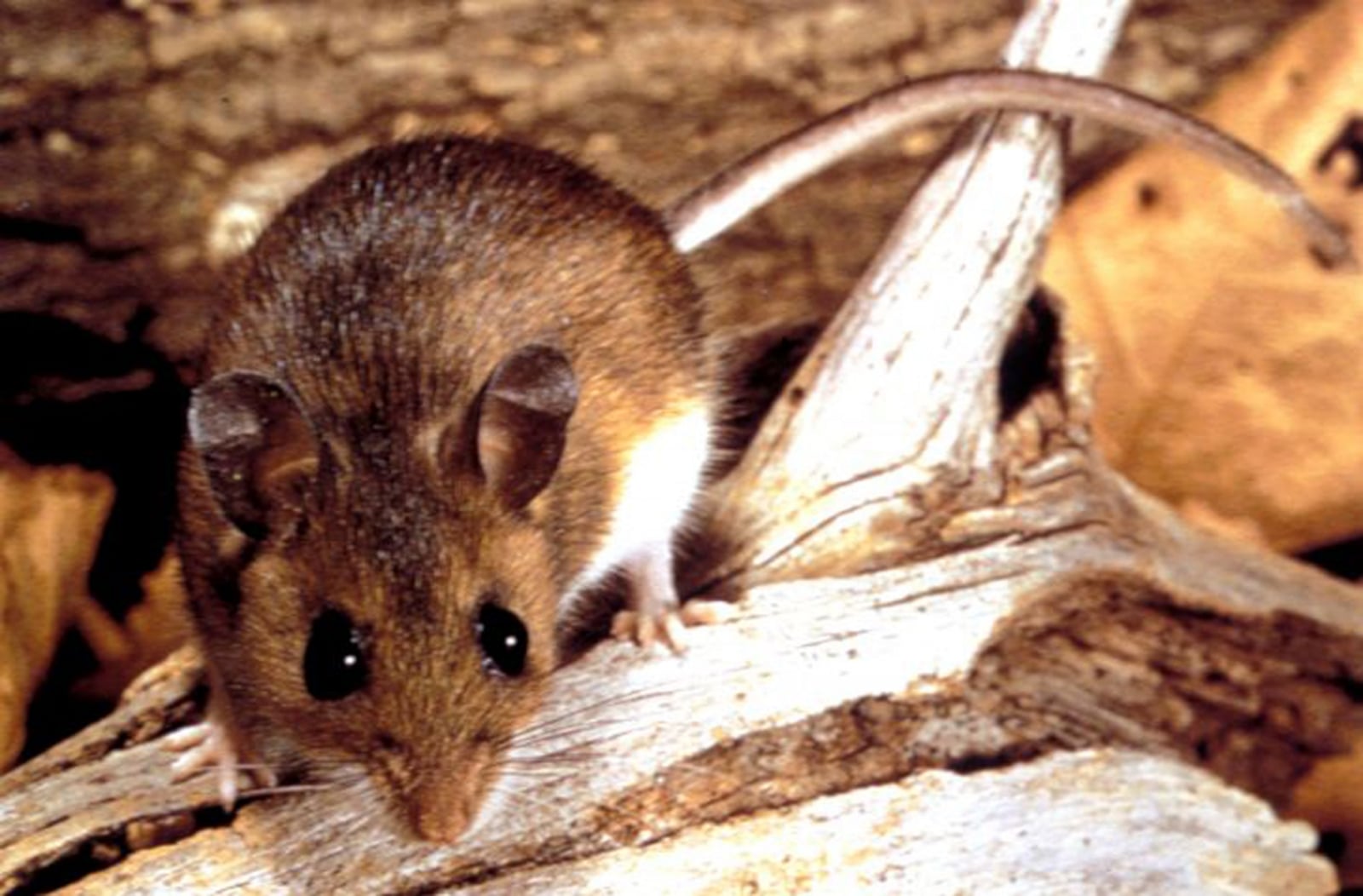 raton-hantavirus