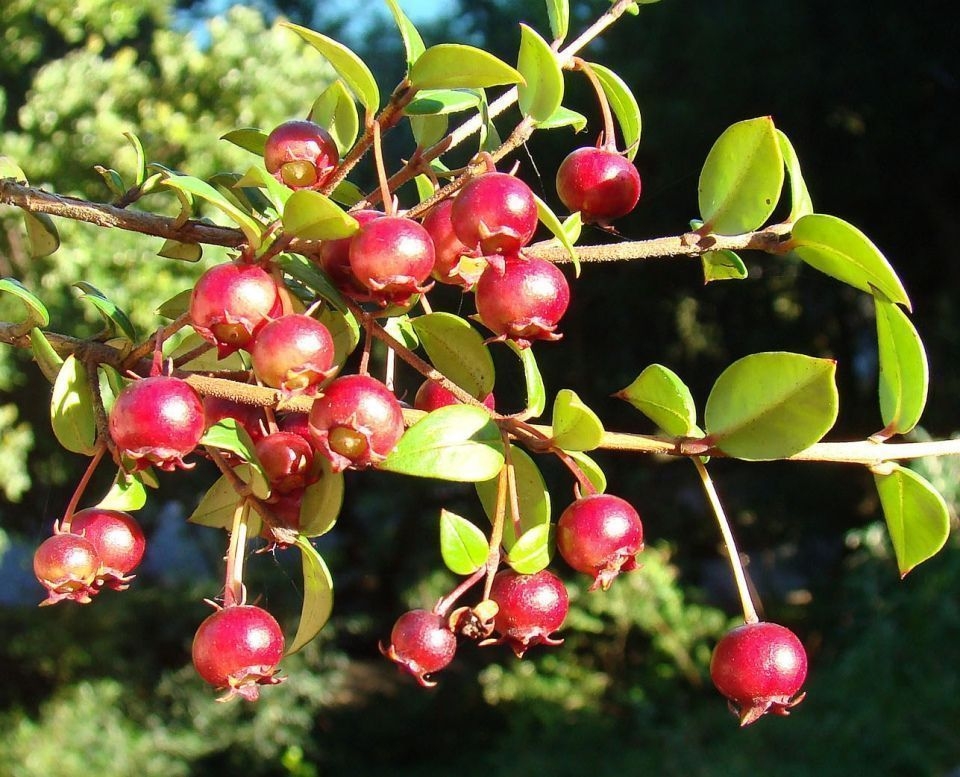 www.minutoneuquen.com.ar fruto5