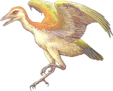 neuquenornis