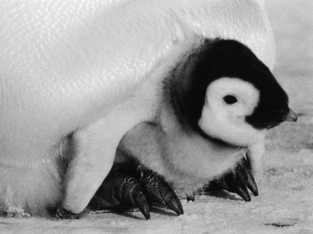 EmperorPenguinChick