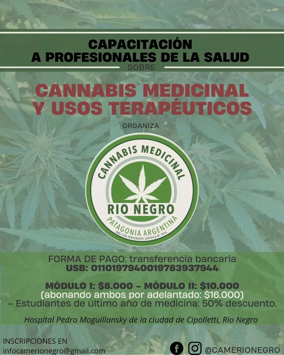 cannabis cipolletti 5