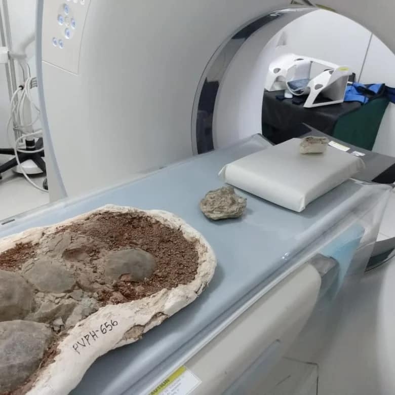 tomografías en huevos y vértebras fósiles
