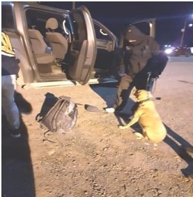 perro roco sección canes