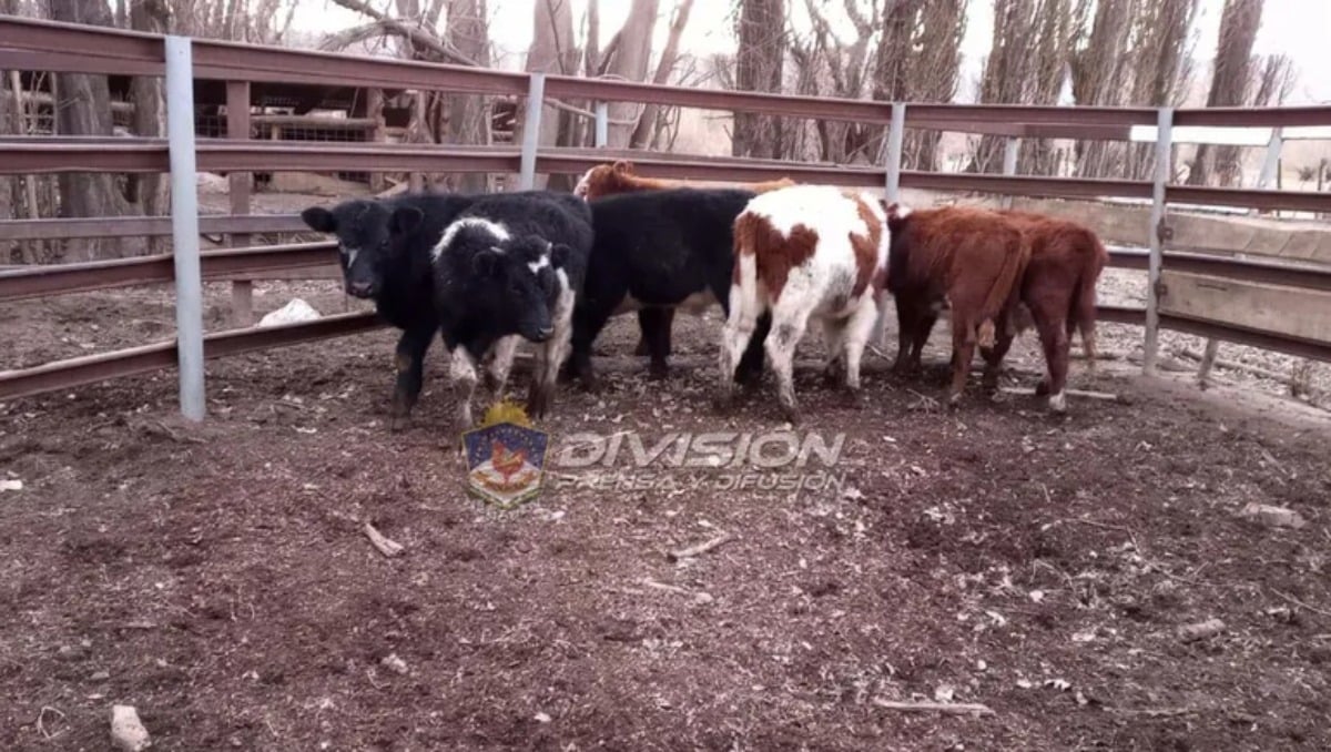Operativo Policía Neuquén (3)