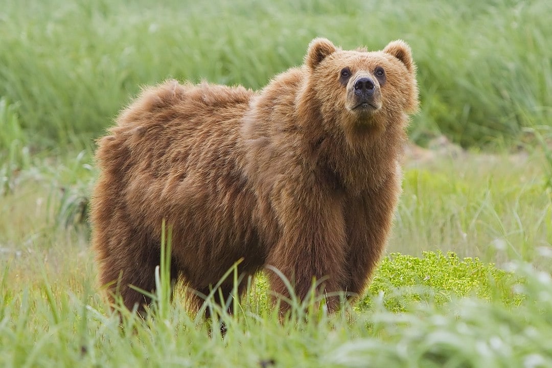 1080px-2010-kodiak-bear-1