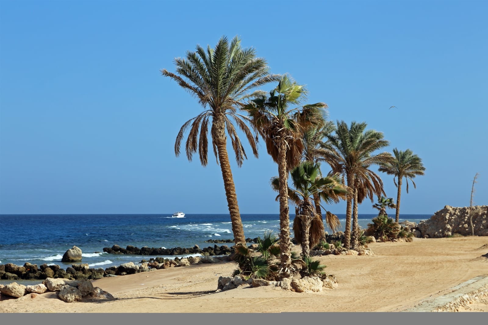 Albatros_Citadel_Sahl_Hasheesh_R18