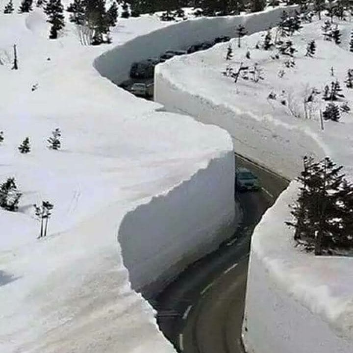 paso pino hachado muchos metros de nieve