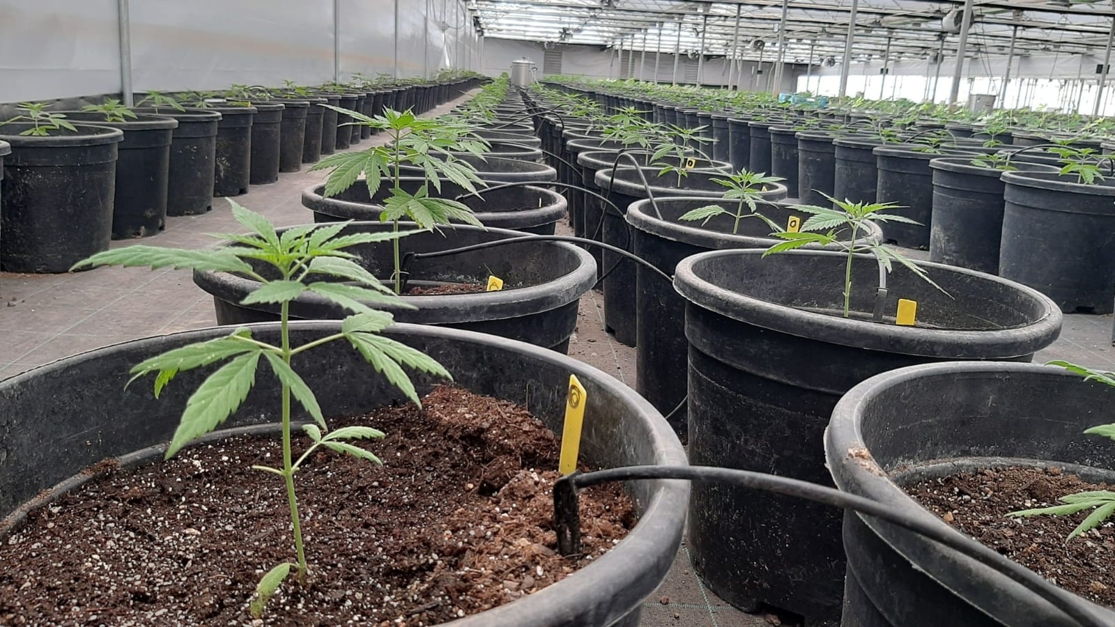 cannabis rio negro - INTA 3