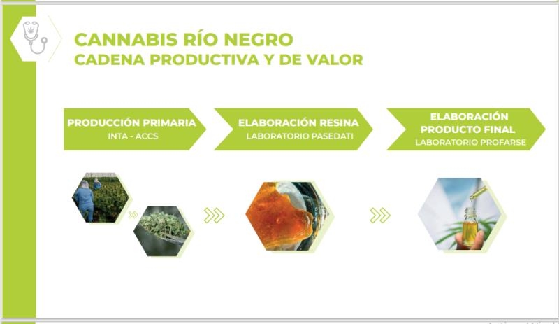 cannabis rio negro - INTA