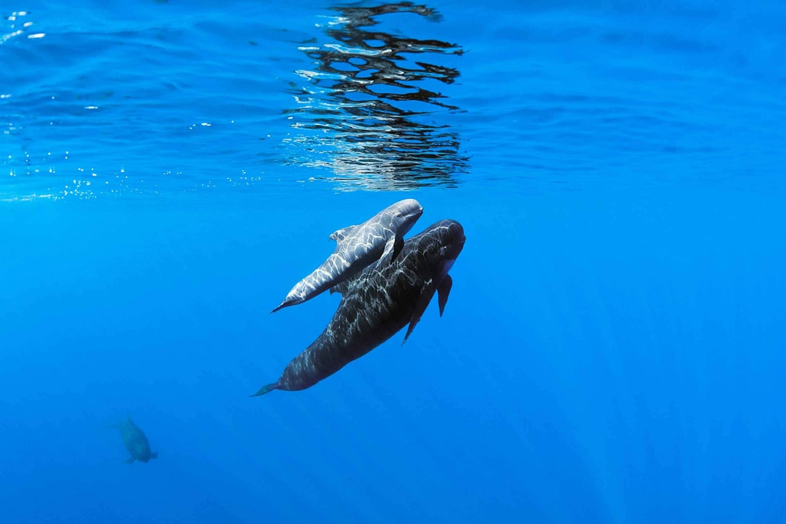 research-pilot-whales