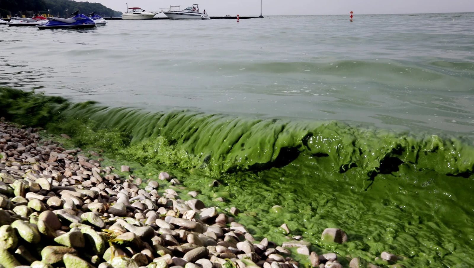 636332231406081610-DFP-LAKE-ERIE-ALGAE-1-