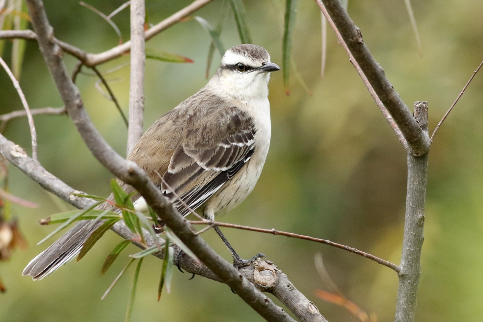 www.minutoneuquen.com.ar calandria00