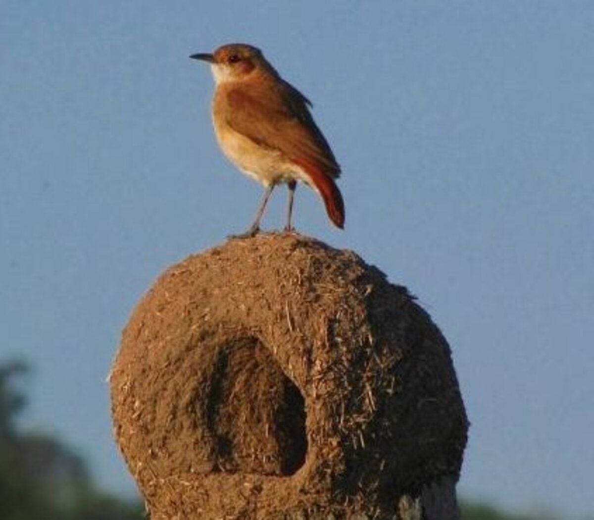 www.minutoneuquen.com.ar hornero1