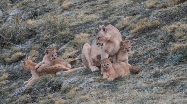 Puma con sus crías o cachorros
