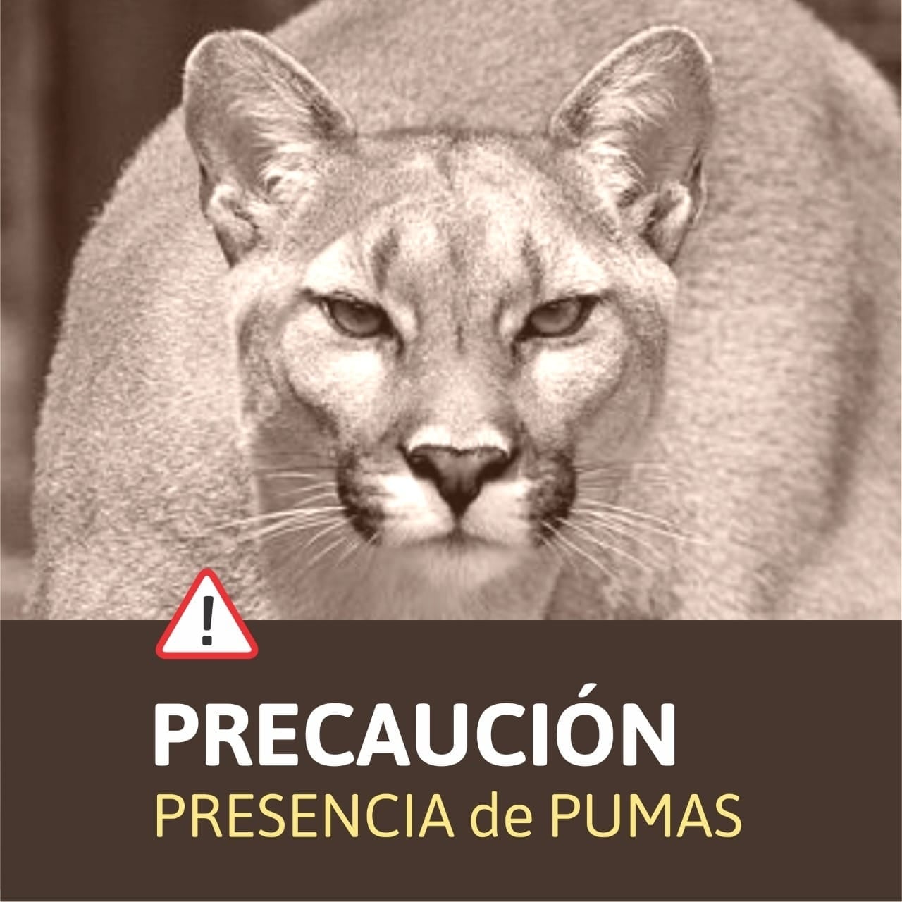 Precaución ante la presencia de pumas en Lago Hermoso