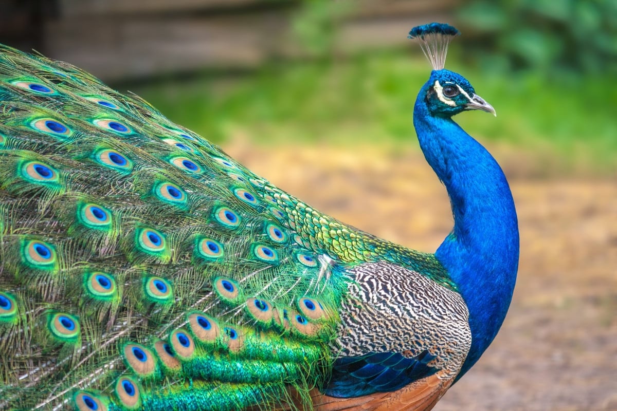 www.minutoneuquen.com.ar pavo00
