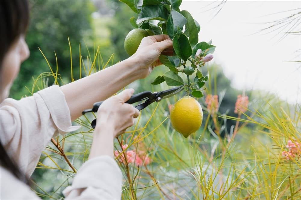 www.minutoneuquen.com.ar jardin00