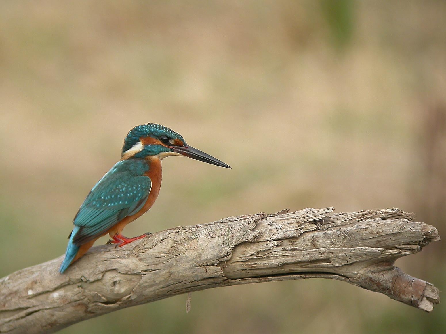 www.minutoneuquen.com.ar pescador00