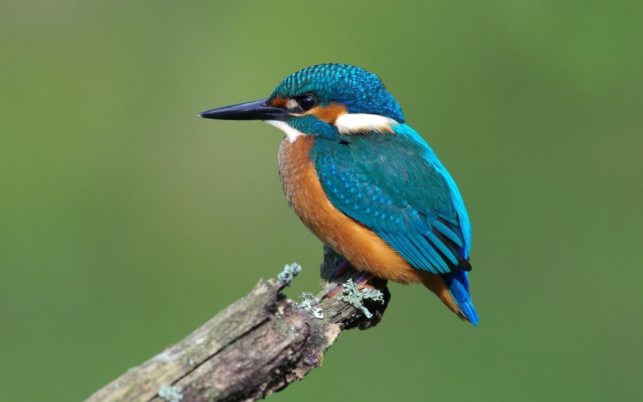 www.minutoneuquen.com.ar pescador1
