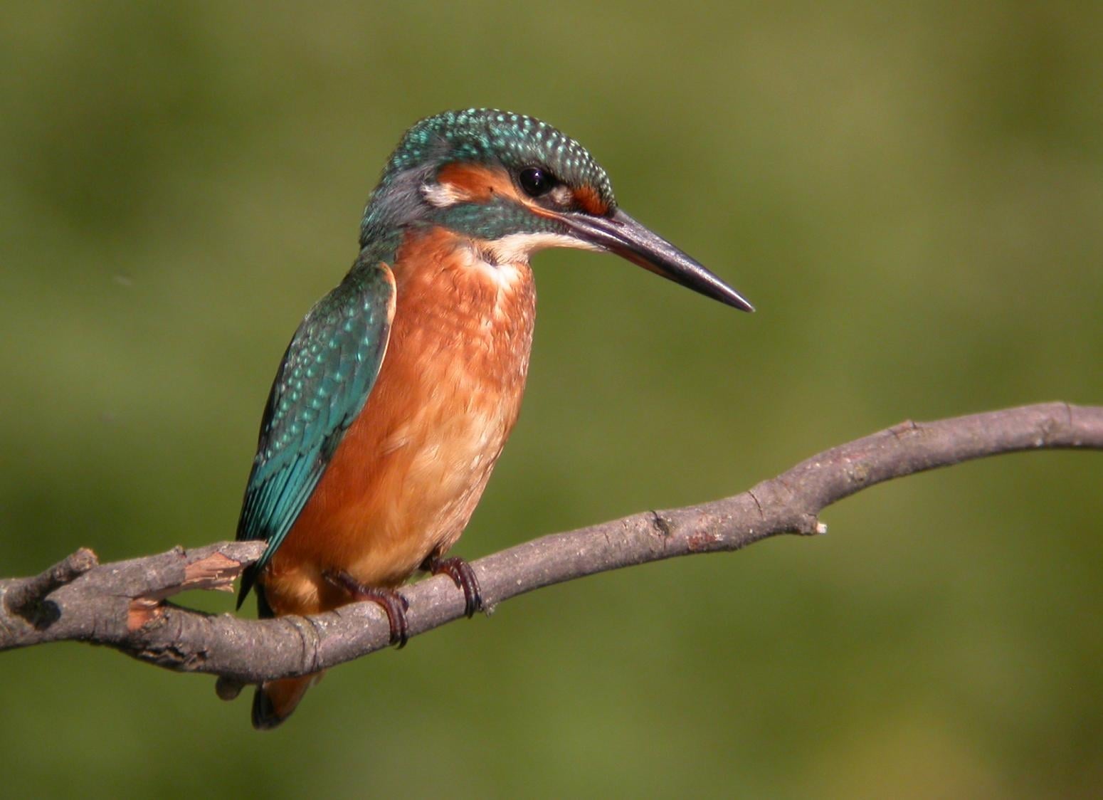 www.minutoneuquen.com.ar pescador2