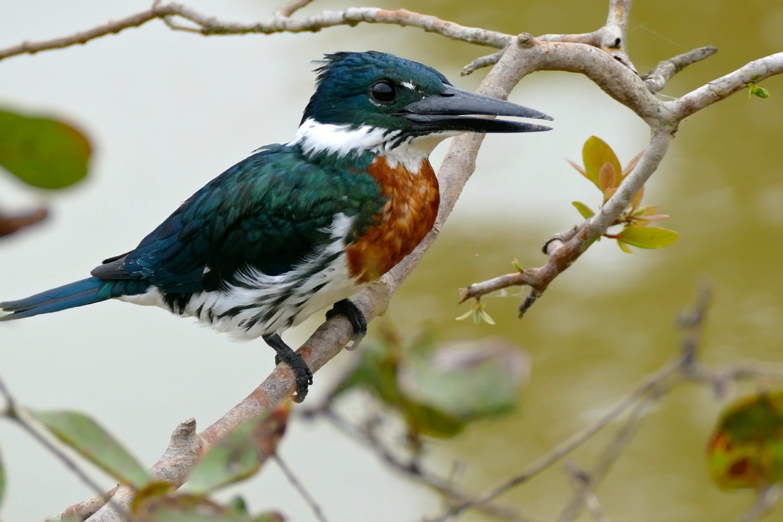www.minutoneuquen.com.ar pescador3