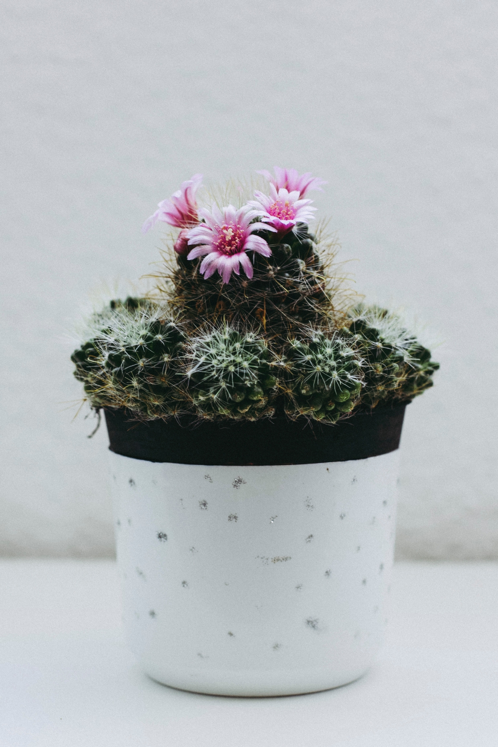 www.minutoneuquen.com.ar cactuserizo1