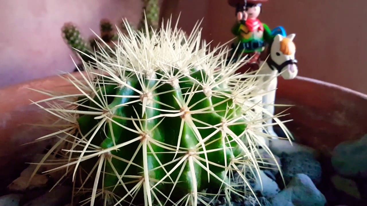 www.minutoneuquen.com.ar cactuserizo2