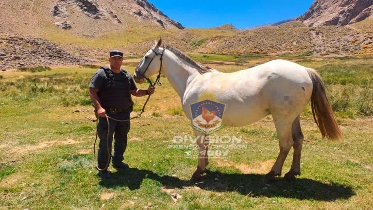 recuperan caballo robado en las lajas