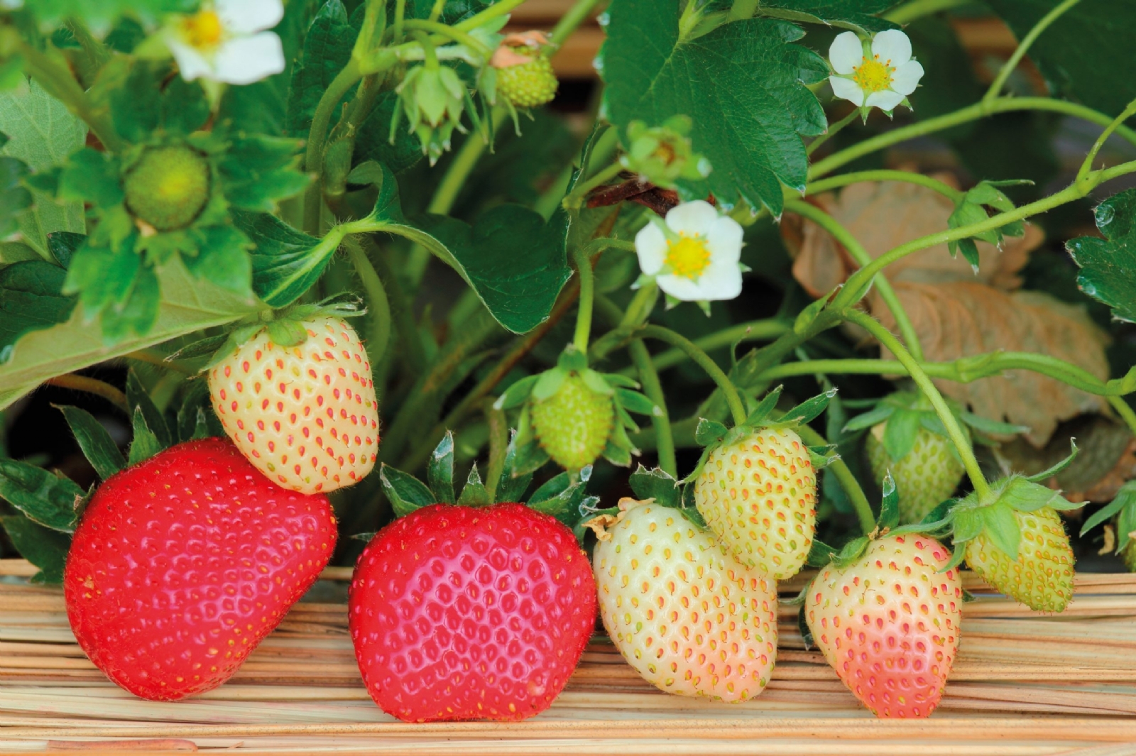 www.minutoneuquen.com.ar frutilla3