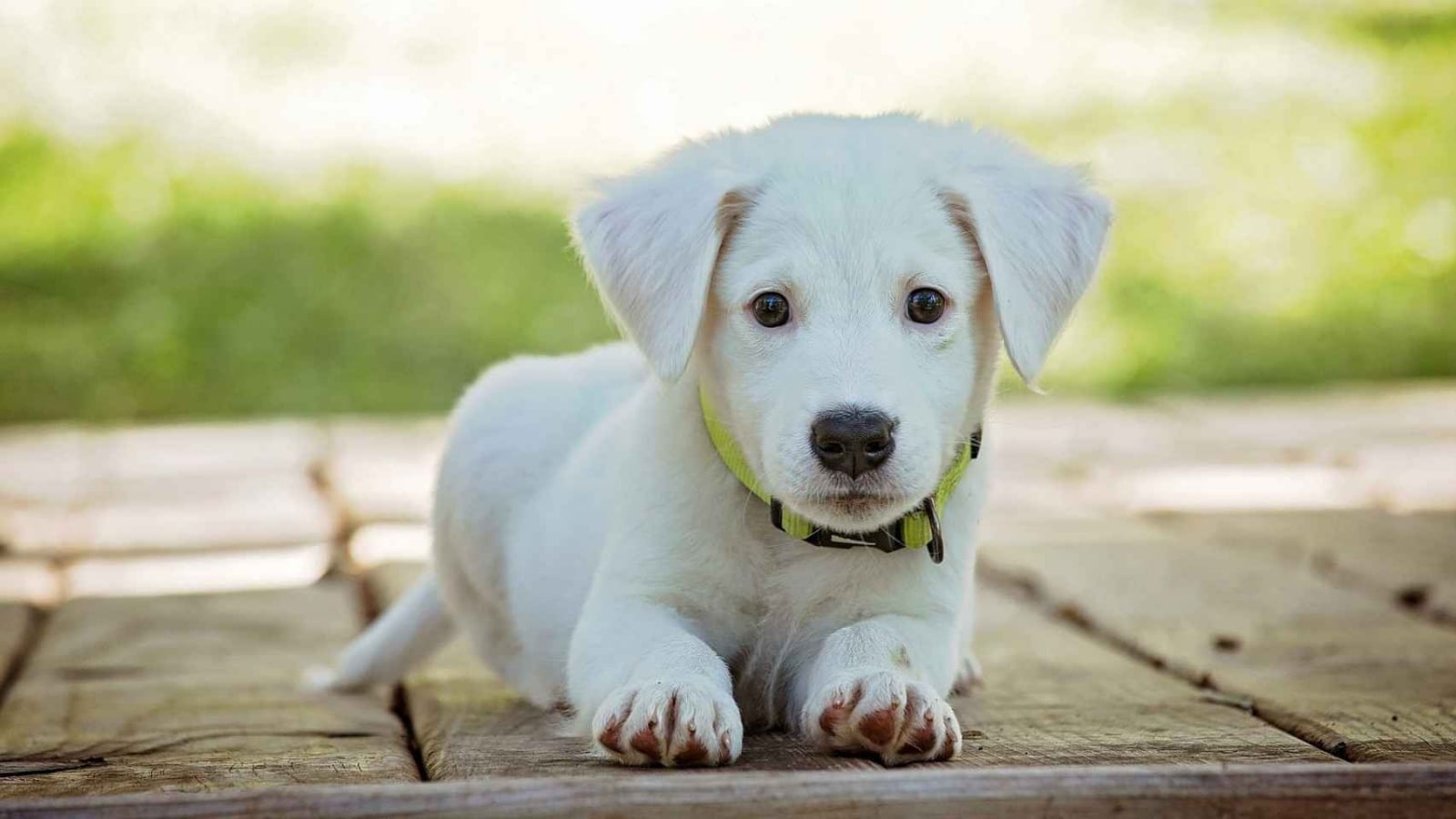 www.minutoneuquen.com.ar mascota00