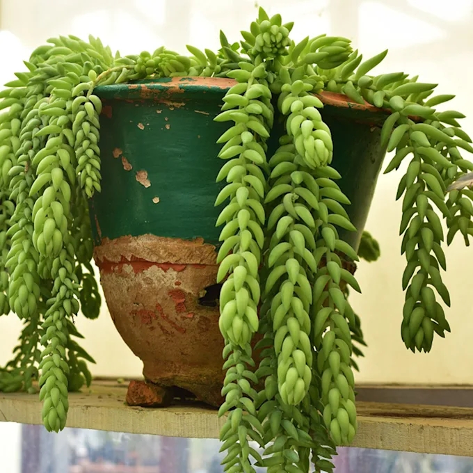 cultivo-sedum-burrito-cola-burro-hola-decoracion-m.jpg
