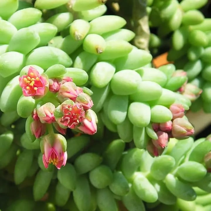 sedum-burrito-flor