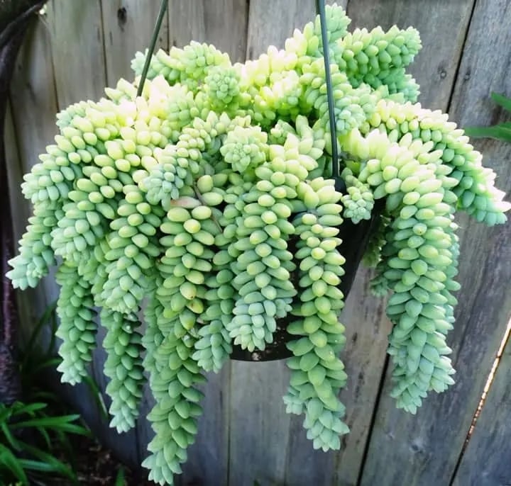 sedum-burrito
