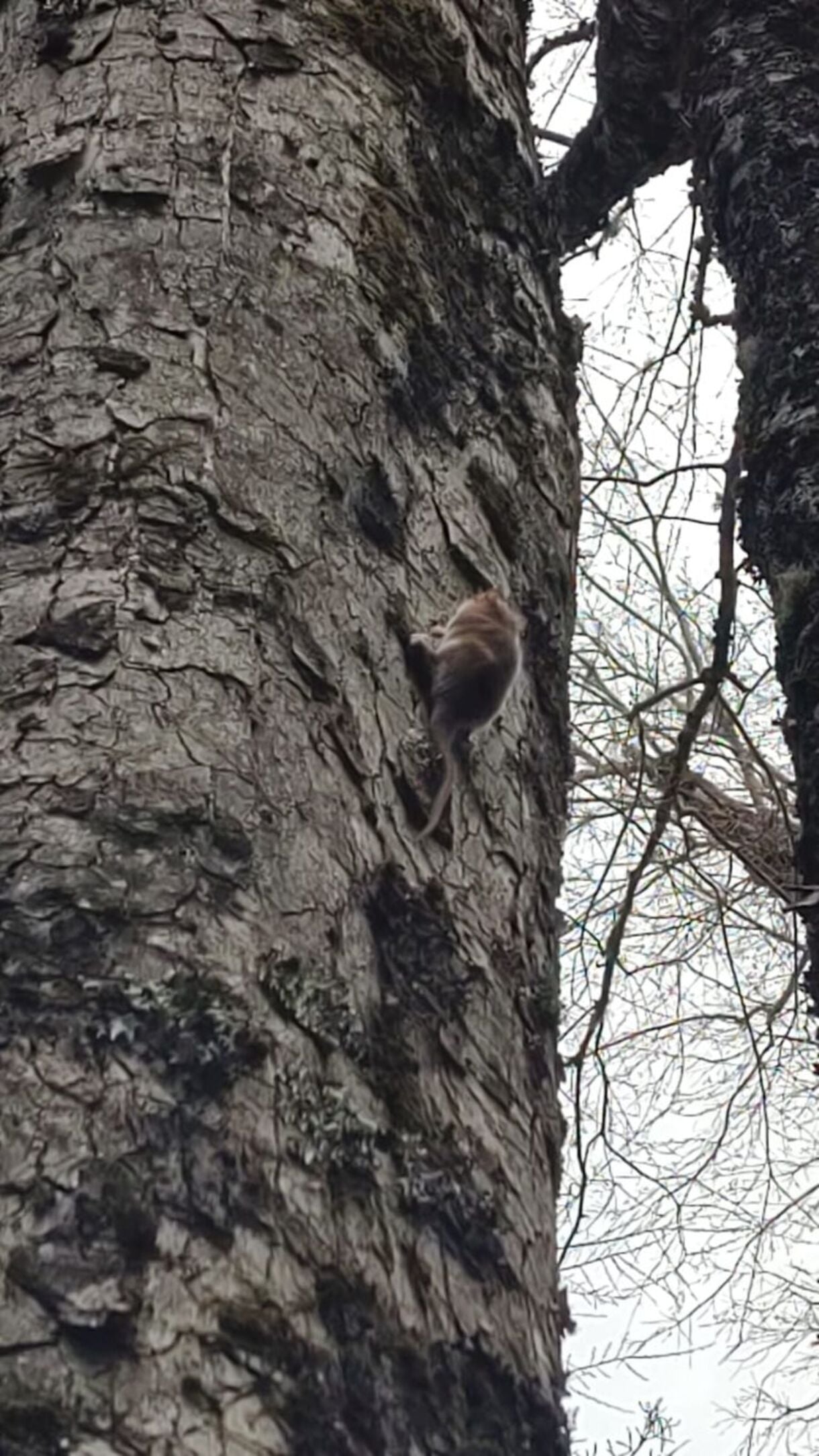 monito de monte - faebook 2 (1)