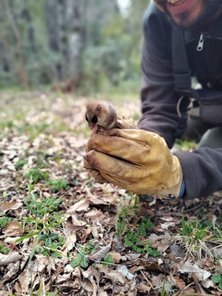 monito de monte - faebook