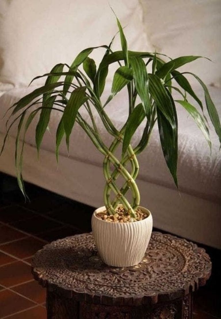 BAMBU11