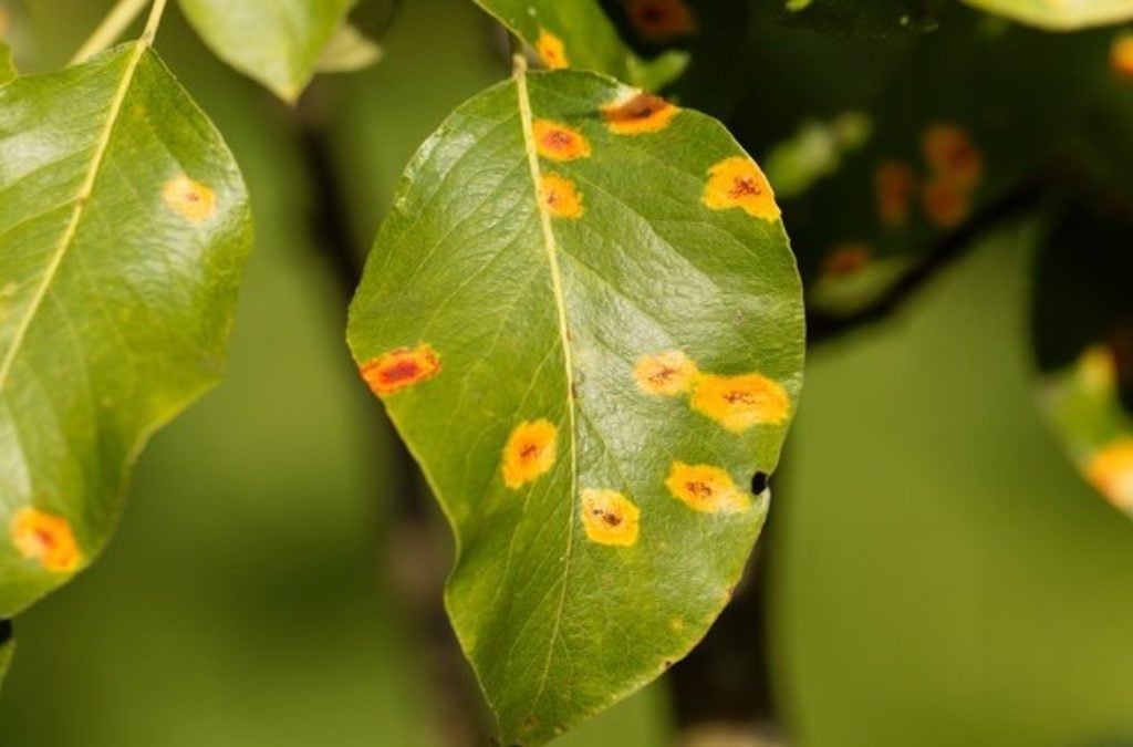 hongos plantas