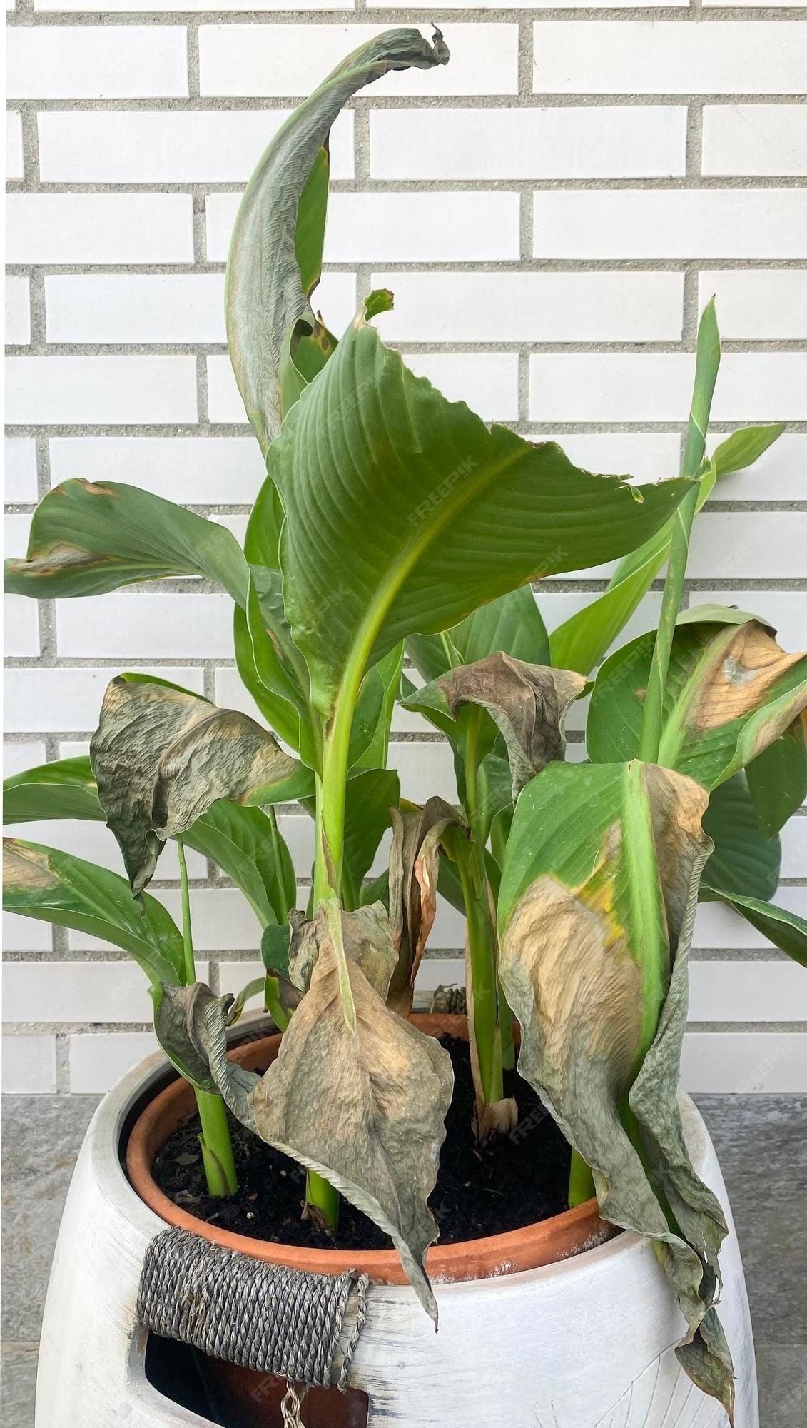 hojas-verdes-plantas-maceta-quemadas-sol-verano_374109-1654